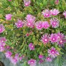 소안도 미소펜션 이미지