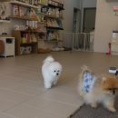 루시드펫 이미지