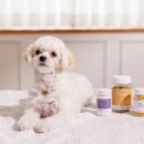 이즈 동물병원 이미지