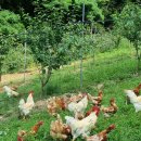 청정농장 이미지