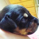 팽고 팽고 이미지