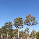 남송농원 이미지