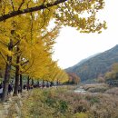 (10/28) 한국의 아름다운길 100선중 1위인 문경새재 트레킹 입니다~!! 이미지