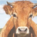 우두머리 이미지