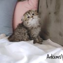 애니멀즈 강아지분양 고양이분양 대전점 이미지