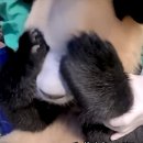 독특하개 이미지