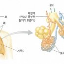 폐암의 기초지식 이미지