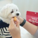 댕댕이푸드 이미지