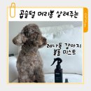 포인트독 | 레나독 강아지 볼륨미스트 후기 ㅡ 곱슬털 푸들 제티 볼륨관리 비결