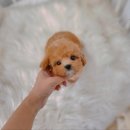 건강한 삶 즐거운 인생 | 동대문애견분양 퇴근하고 힐링하는 방법