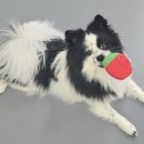 매일행복하개 이미지