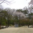 [서울] 북한산 남쪽 끝자락에 깃든 조선 최초의 능, 정릉 봄꽃 나들이 이미지