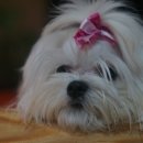 레이지 포 이미지