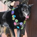 육군 군견훈련소 이미지