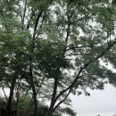 전이 좋아 이미지