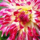 자연의향기 이미지