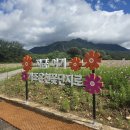 꽃단지 화장실 | 거창 가볼만한곳/ 황화코스모스의 물결 '가조온천 꽃단지'