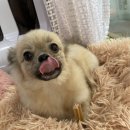 마루덴탈 이미지