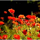 꽃님이네 카페 이미지