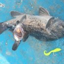 일오삼낚시 이미지