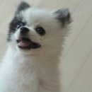 아엠펫 네이버블로그