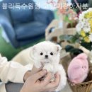 블리독수원점 고양이강아지분양 미니비숑프리제말티푸포메입양 네이버블로그