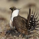 【산쑥들꿩(greater sage grouse)】 「독특한 외형과 가슴 공기주머니 」 이미지