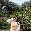 516로 | 제주도 | 감귤 체험 카페 추천 귤 한편 내돈내산 후기 + 꿀팁