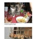 웃긴 고양이 사진 모음 이미지