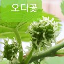 능수슈퍼