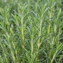 로즈마리 이미지