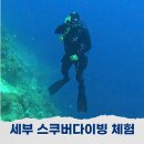 세부 스쿠버다이빙 체험 교육 추천 요트다이빙 뉴그랑블루