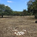 위드카 | 모리셔스 카젤라파크 워킹위드라이언 백번 고민하다 다녀온 솔직 후기 (에코라이더도 탔어요)