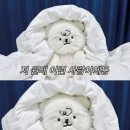 미스터쫀득이 | 🍪군자 빵투어 2탄｜윤숲·따우전드·아에드 후기 (내돈내산)🍪