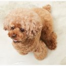 클리어동물병원 이미지