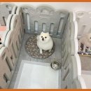 베베호텔 유치원 & 애견스파 이미지