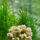 멍블라썸 이미지