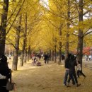 국립산림과학원 도심가로수용 은행나무 신품종개발 이미지