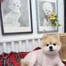 빵실하개 이미지