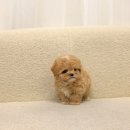 퍼피 비비드 이미지