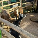 신사1-012 | 일본 후쿠오카 3박 4일 여행 3-4일차 후기