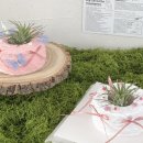 (원데이) 그린 플랜트 이미지