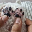 강아지 고양이 발바닥 크림 &#34;디어그레이코트&#34;