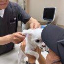 최광호동물병원 이미지