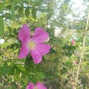 아일랜드 스토리 펜션 이미지