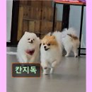 서구-01-146 | 인천 애견카페 강아지 동반 칸지독 강아지와 함께 즐기는 공간