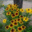 봉무공원야영장 이미지