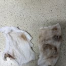 (주)오토프라임 | 어항 백탁 박살기, 새우한테 안전한 수초액비 등등