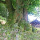 남원 진기리 느티나무 이미지