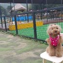 펫피랜드 이미지